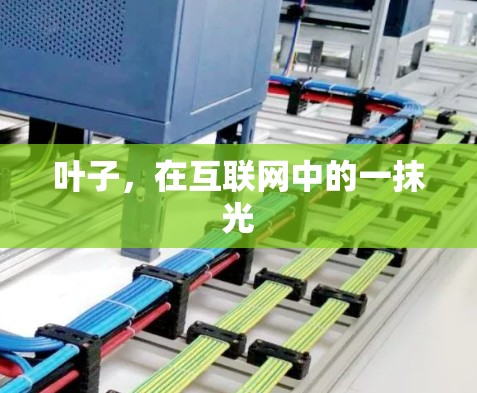 叶子，在互联网中的一抹光